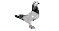 Logo-baps.png